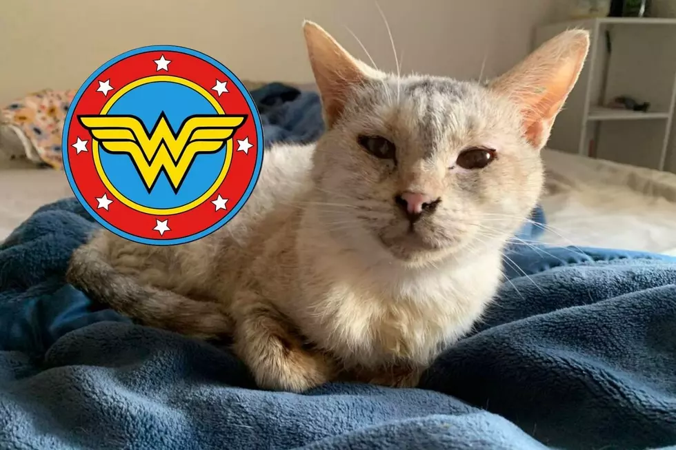Meet WONDER WOMAN: Our Pet of the Week is Hoping a Heroic Family Adopts Her
