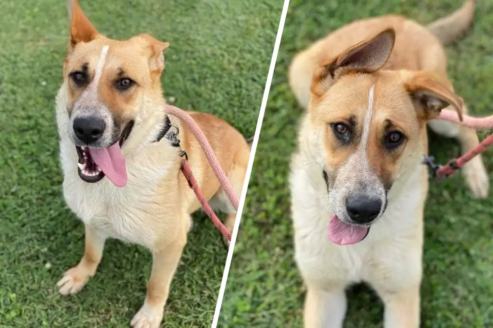 Meet GEORGIA: The Adorable German Shepherd Mix Ready for a Forever Home