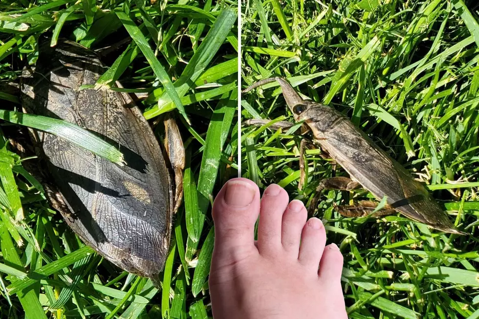 Giant &#8220;Toe-Biters&#8221; Like This Are Common in Indiana &#8211; Here&#8217;s What You Should Know