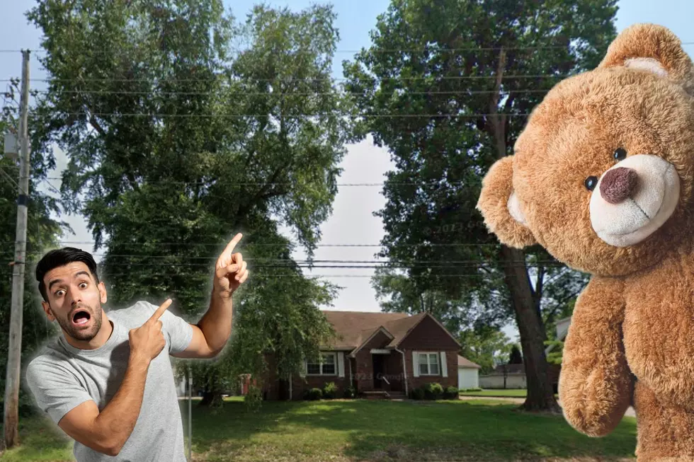 Have You Seen The Bear on Oak Hill Road in Evansville?