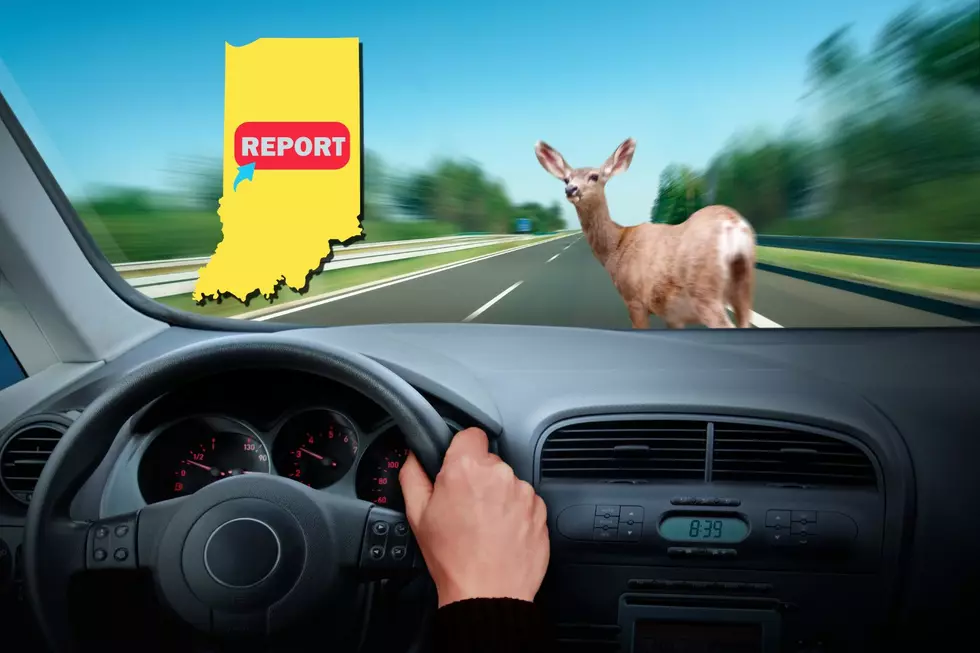 Reporting Roadkill: Tips For Indiana Drivers After Hitting An Animal