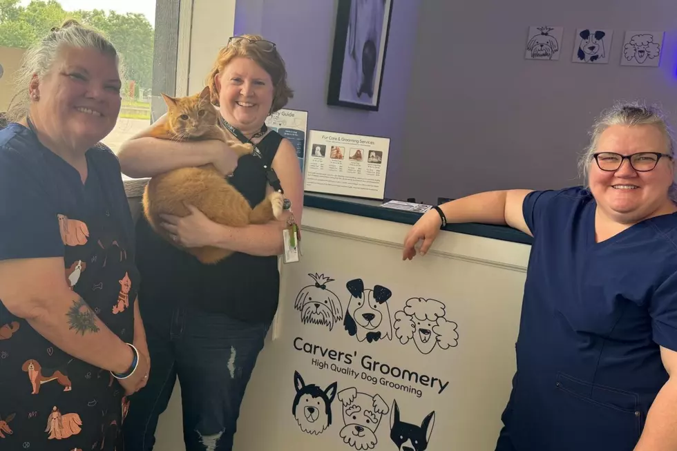PHOTO CREDIT: Carvers Groomery