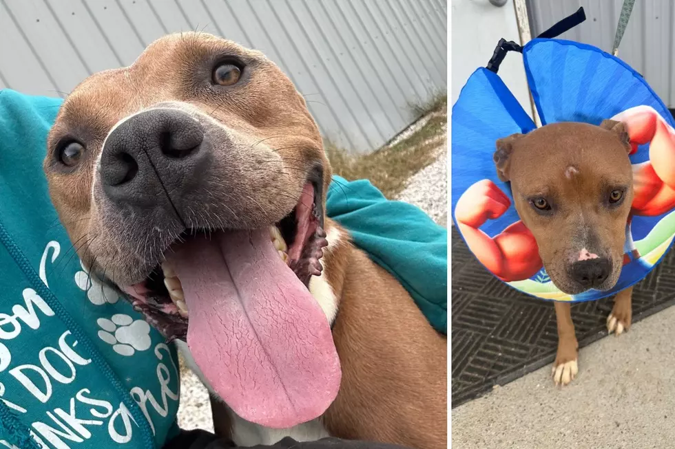 attachment-Pet of the Week Cooper Dale pics