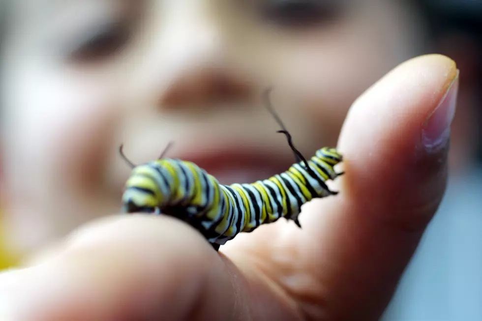 Ever Seen a Caterpillar Dance? Here’s How to Make Them Boogie