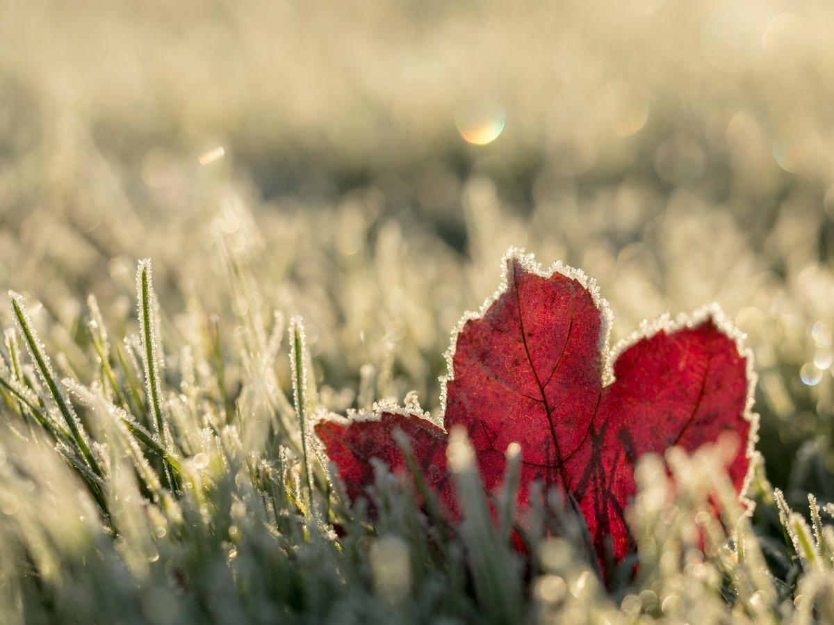 Farmer's Almanac First Frost Dates for Tennessee