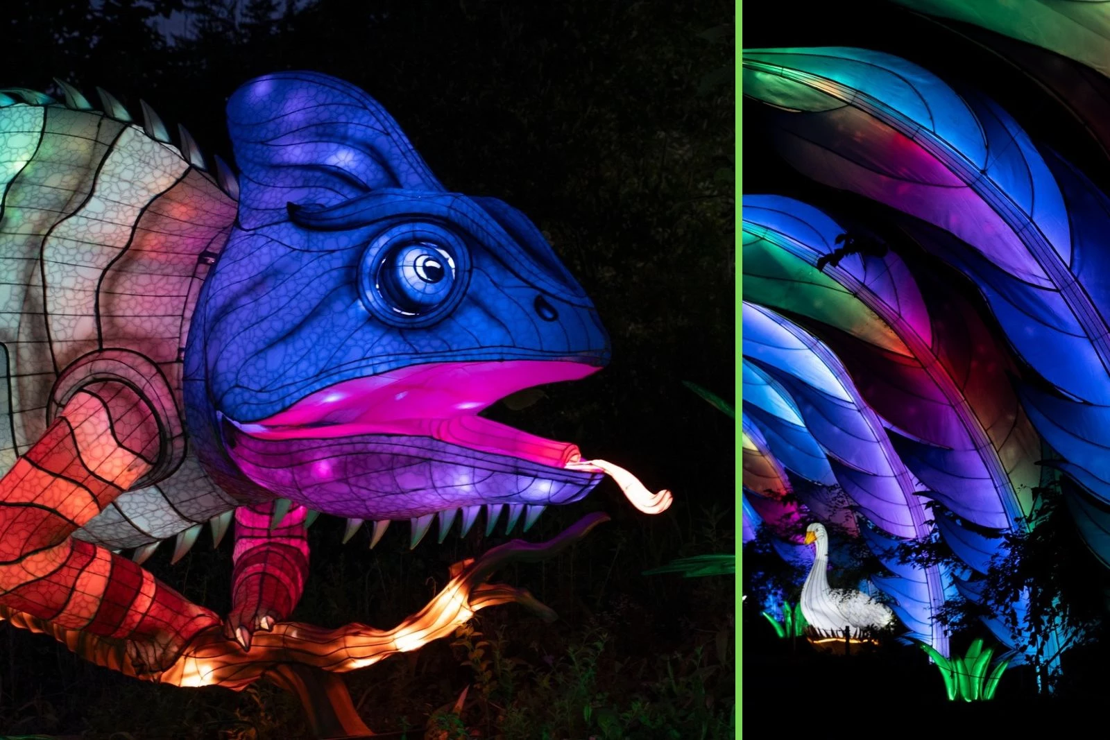 Wild Summer Lights: Must-See Glowing Wonderland Mesker Park Zoo