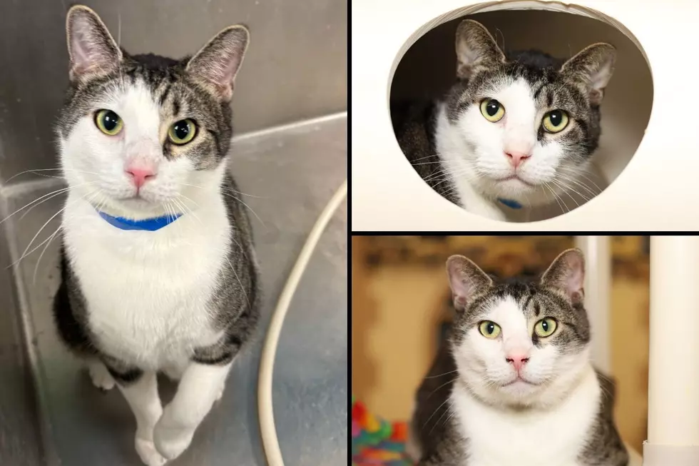 Vanderburgh Humane Society, Canva