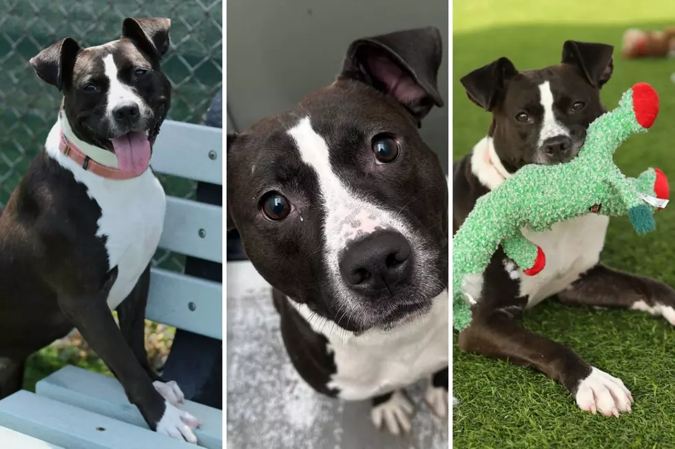 Vanderburgh Humane Society, Canva
