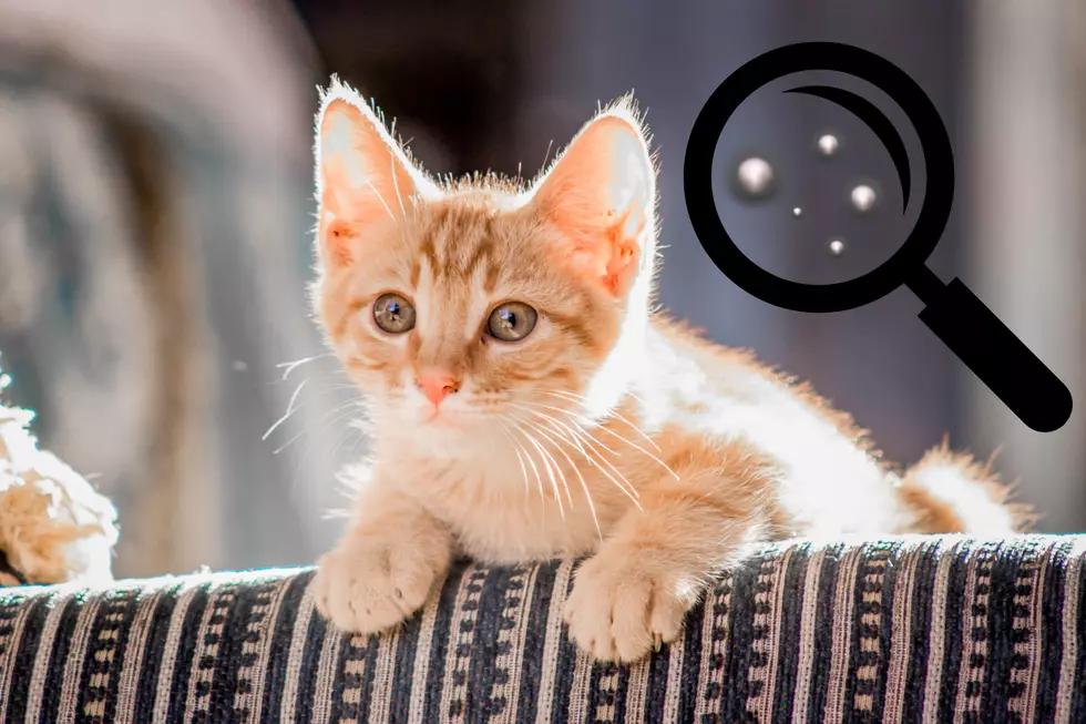 This Weird Little Cat Problem Is More Common Than You Think