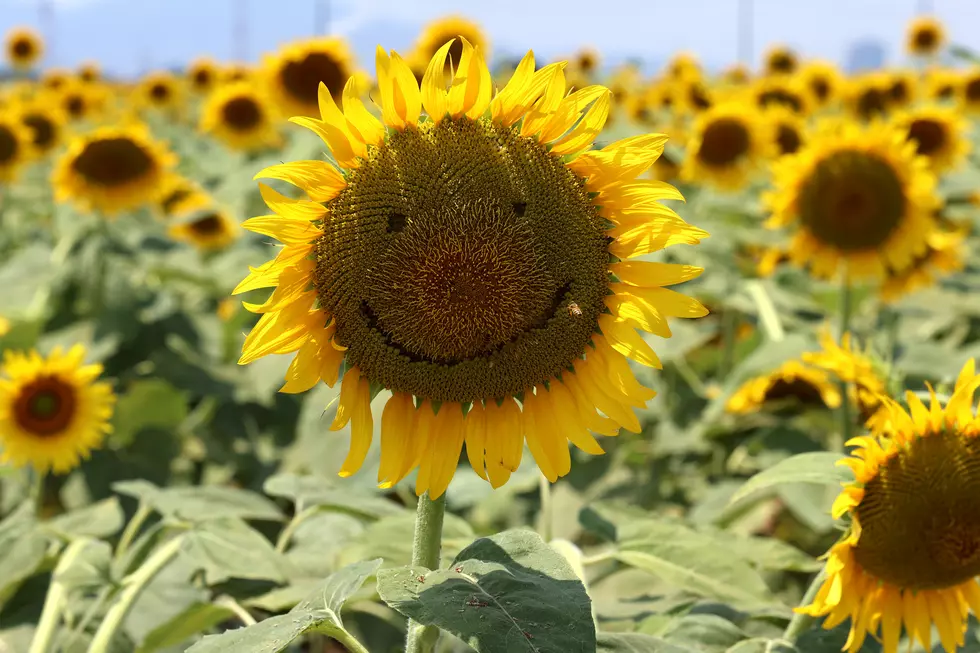 These Stunning Sunflower Fields Near Evansville Won’t Be Around Much Longer