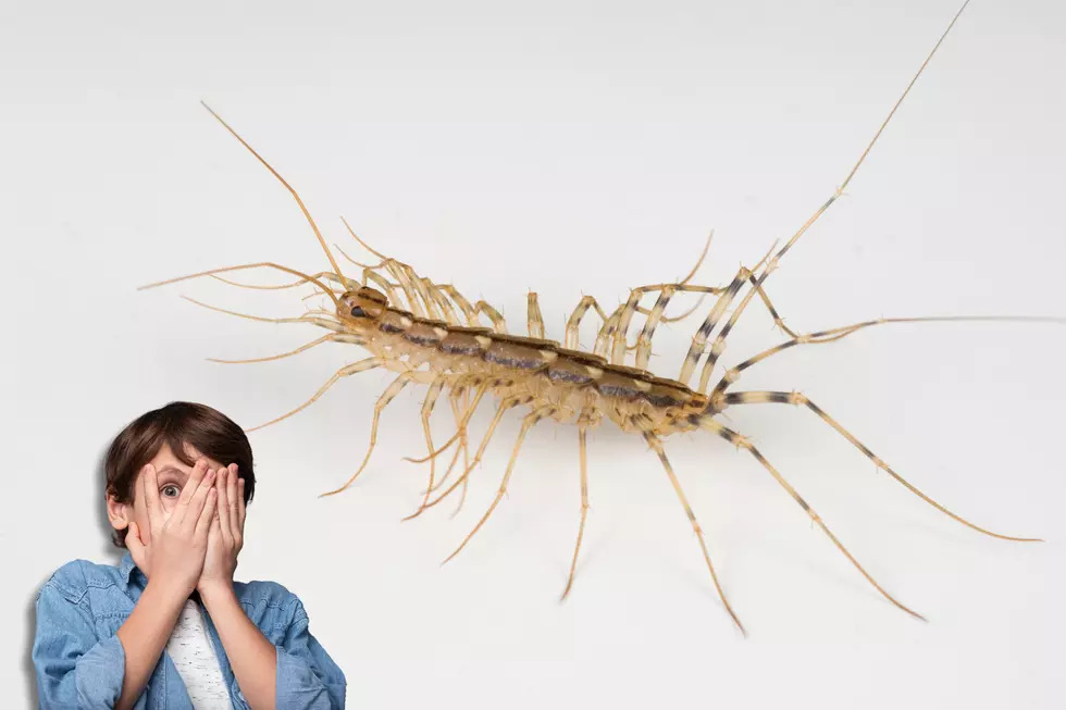 Why You Should Think Twice Before Squashing This Household Bug