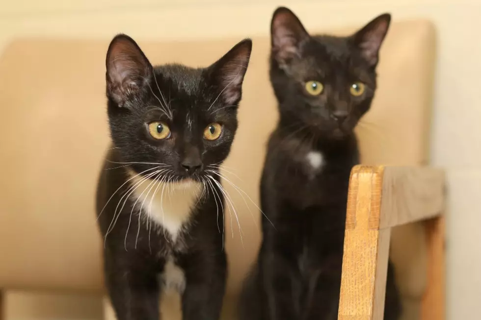 Vanderburgh Humane Society