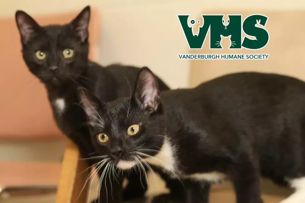 Dynamic Duo of Kittens Ready for Adoption at VHS