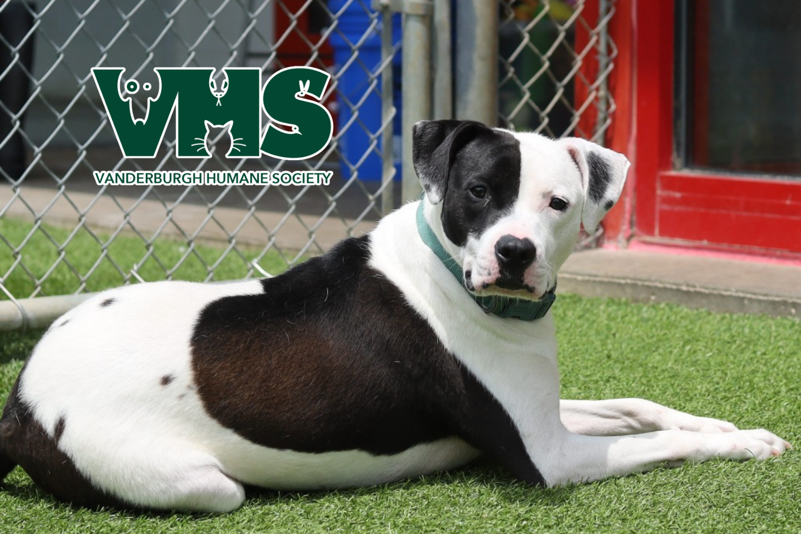 Meet ED - Our VHS Pet of the Week