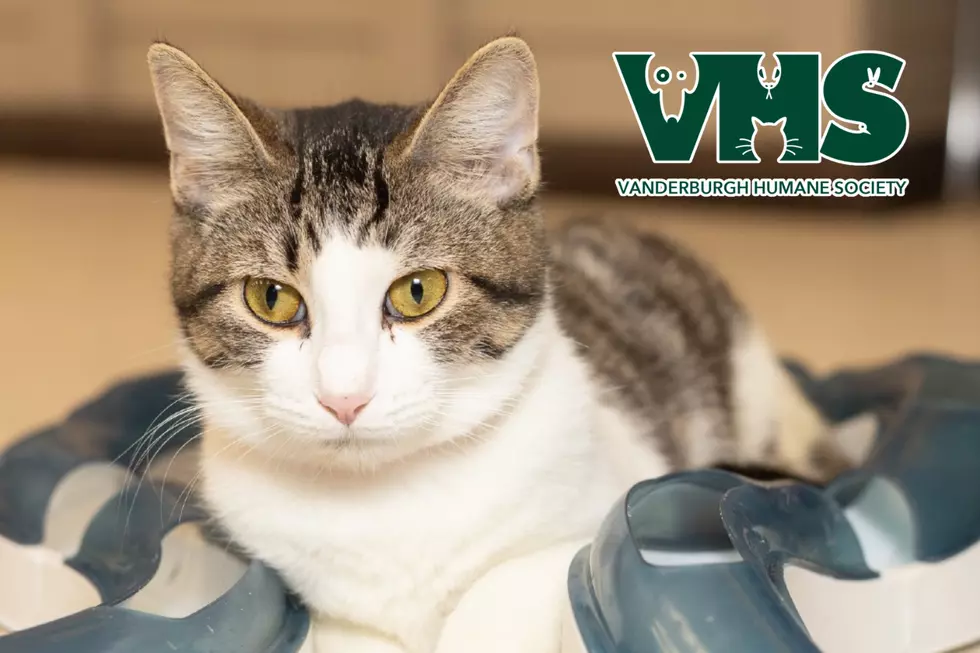 Meet Our VHS Pet of the Week - HOLLY BLUE