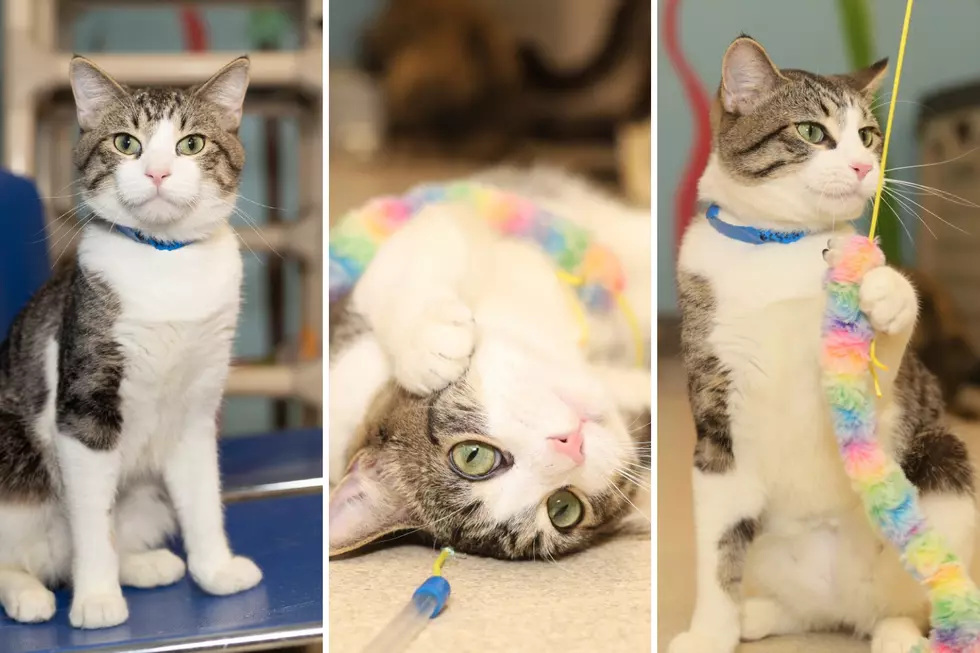 Vanderburgh Humane Society