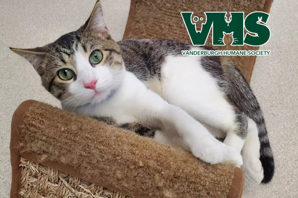 Meet EMERALD - Our VHS Pet of the Week