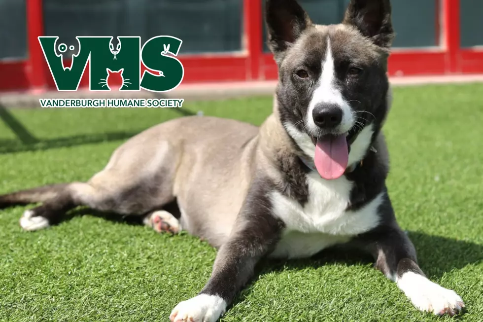 Meet Our VHS Pet of the Week - LEIA