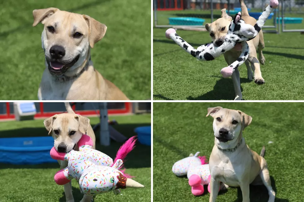 Vanderburgh Humane Society