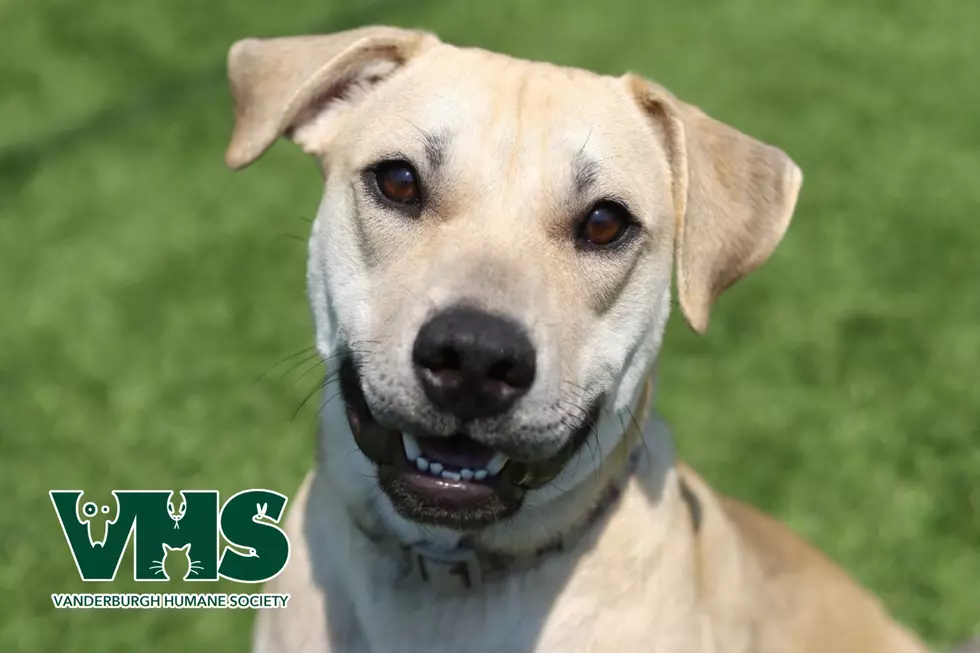 Meet Roman the Playful Pup Ready for His Forever Home