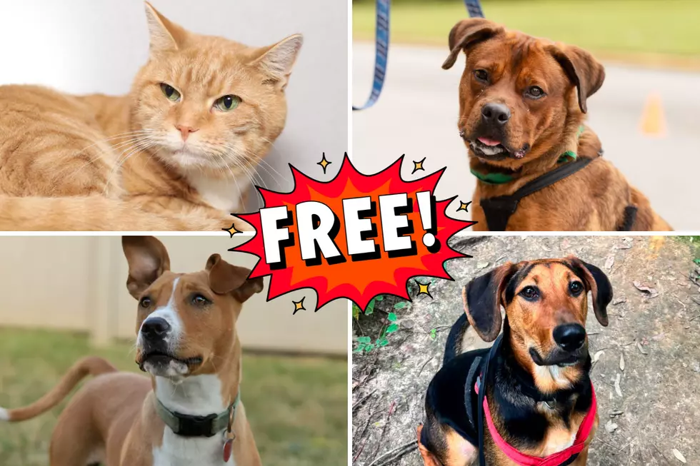 This Evansville Adoption Event Could Help You Meet Your New Best Friend for Free