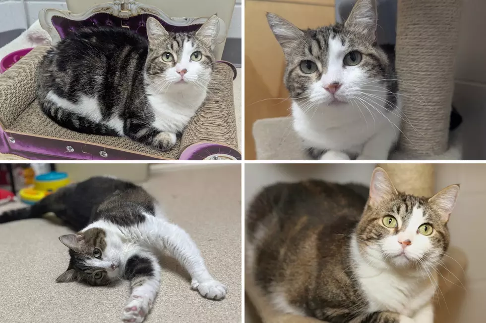 Vanderburgh Humane Society