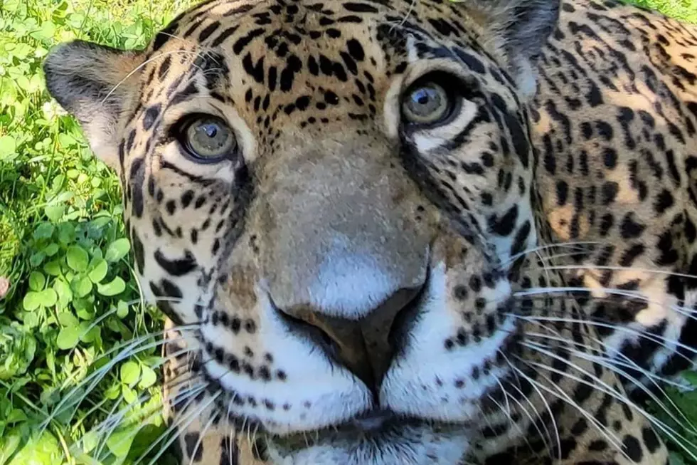 Beliza the Jaguar Dies at Mesker Park Zoo at Age 20