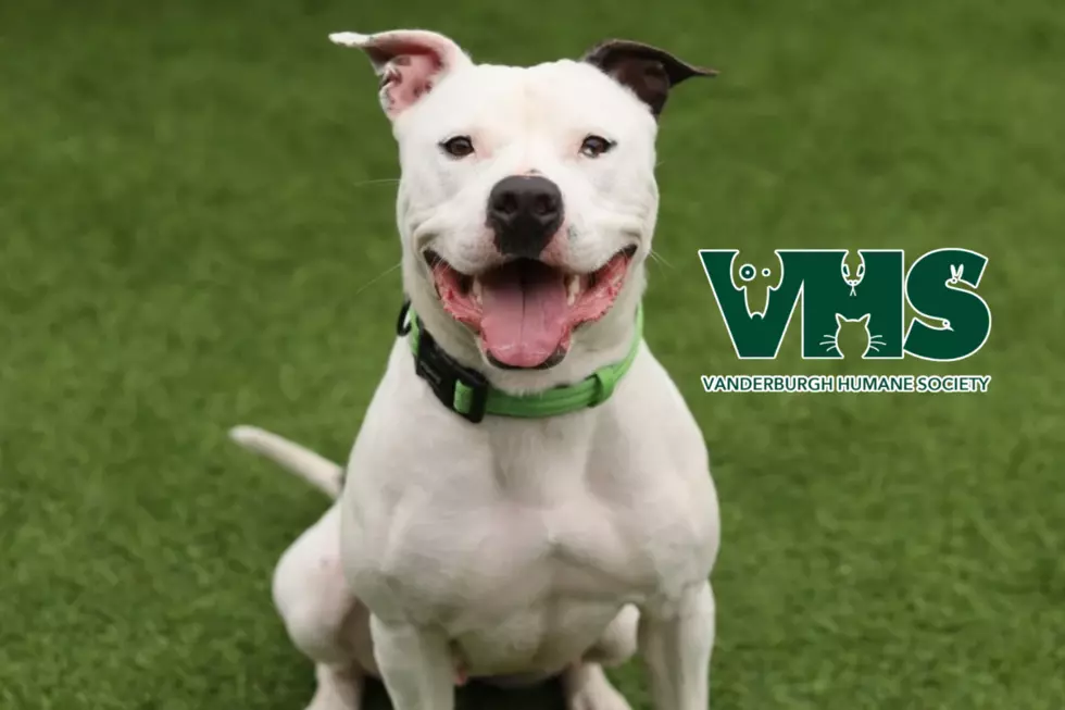 Adopt Diamond, the Ball-Loving Pit Bull Who Loves Play