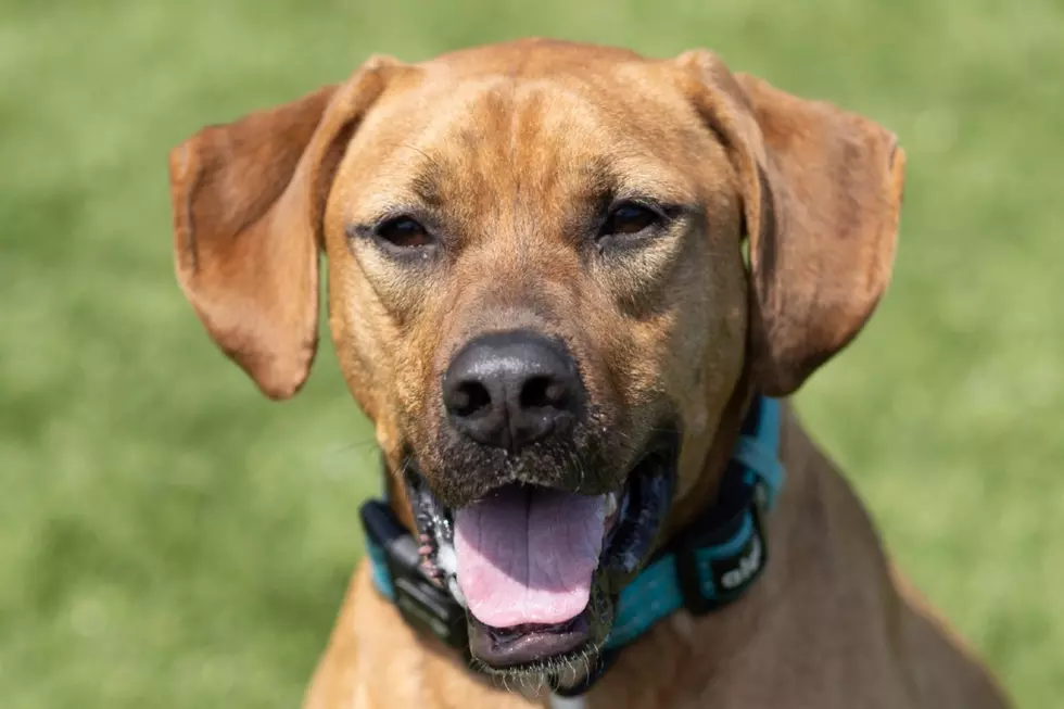 Meet DOZER the Plott Hound Boxer Mix Who Loves Laps