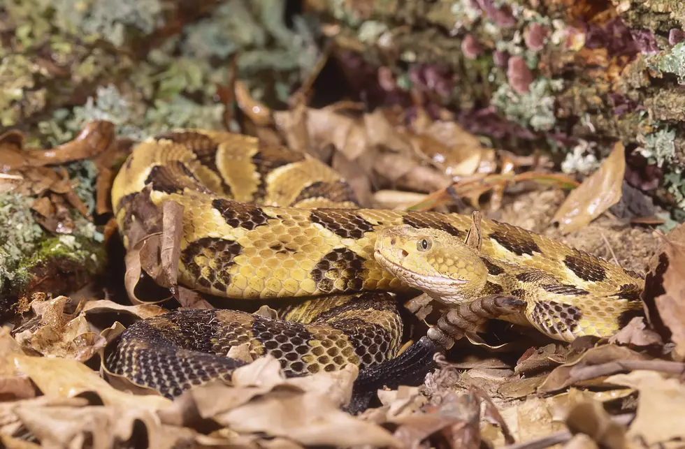 Timber rattlesnake up close,crotalus horribus