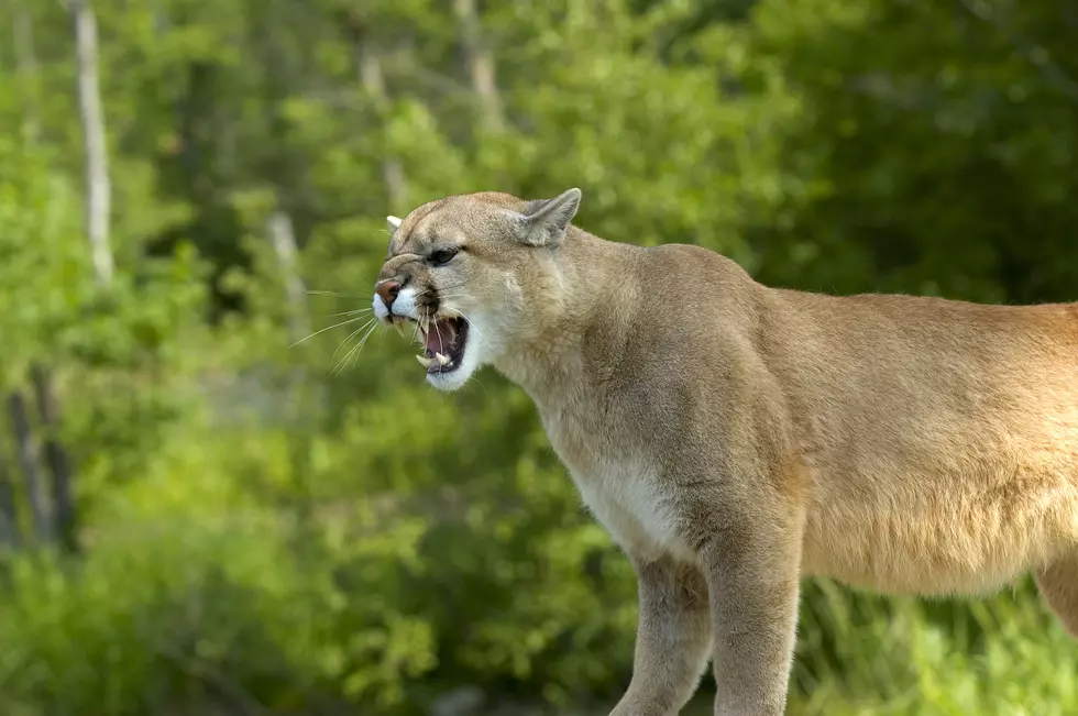Cougar growling displaying teeth. Photographed in Minnesota USA.