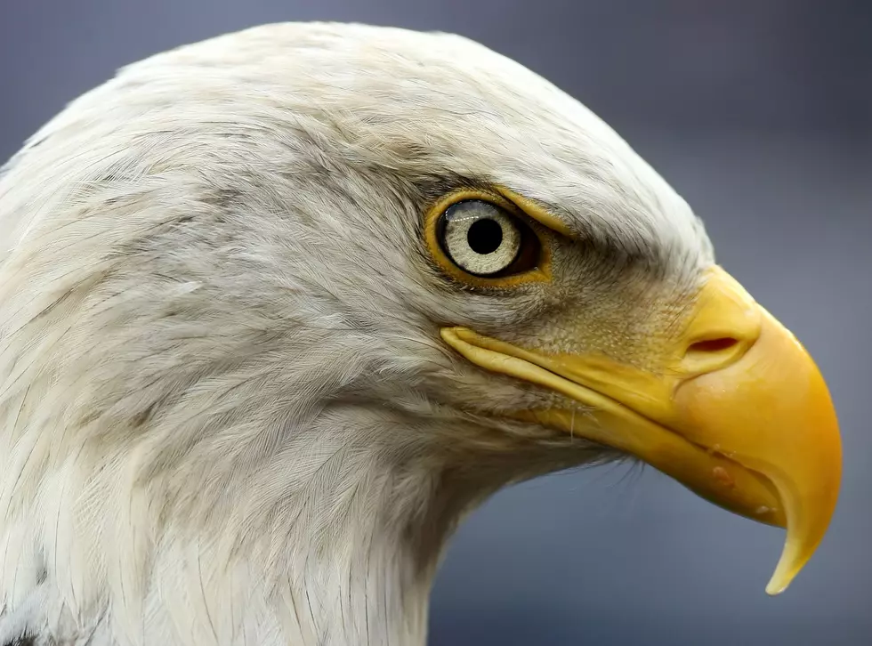 Alcoa Eagle Lays Two Eggs – WATCH the Eagle Cam