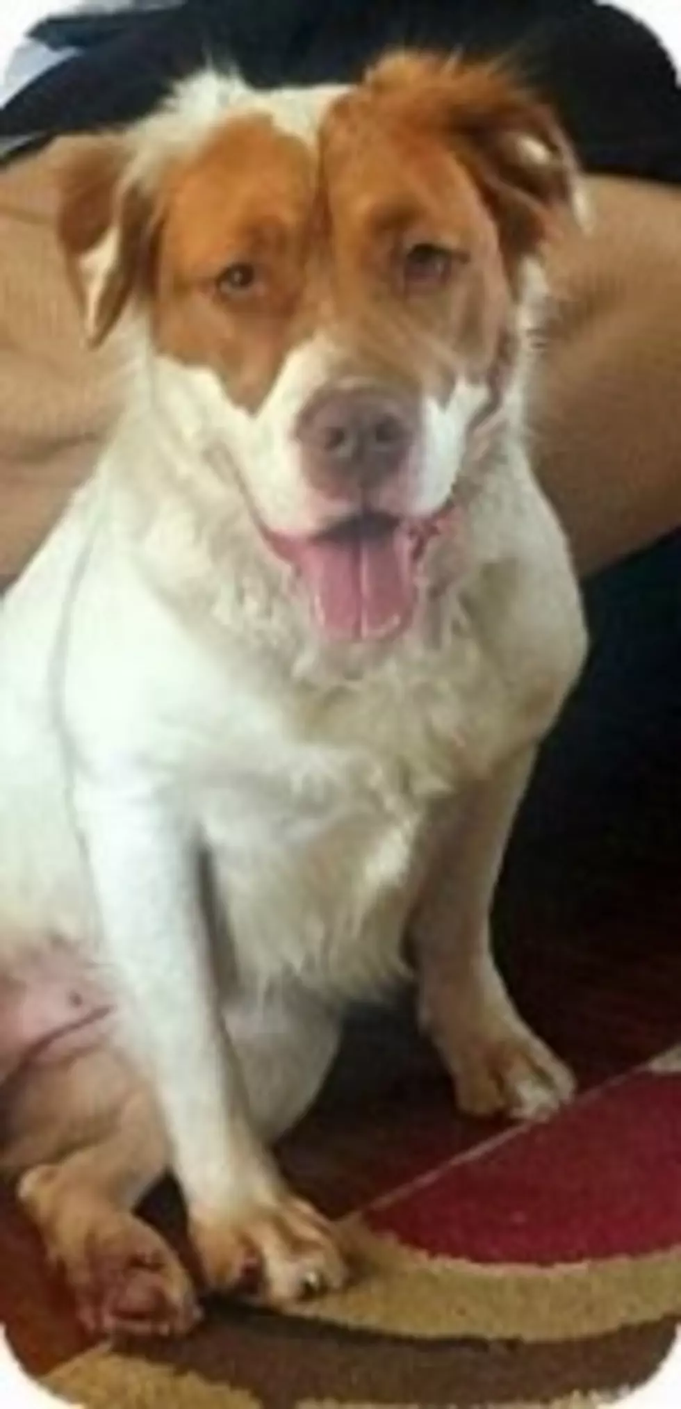 Meet Zena &#8211; This Week&#8217;s Adoptable Pet