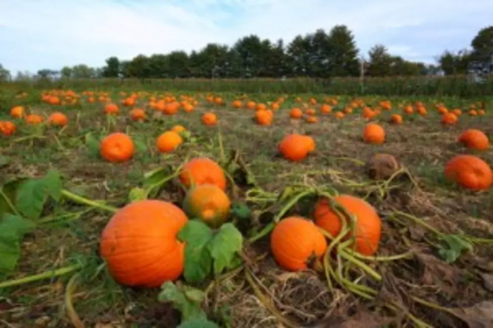 Top Pumpkin Patches To Visit This October