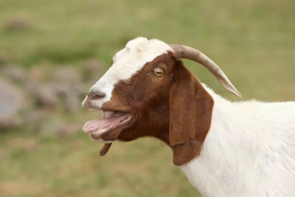 U of Iowa Goat Escaped Superbowl Sunday
