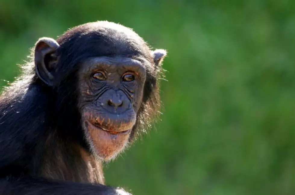 Oh no&#8230; Chimp Tosses Poo And Hits Granny
