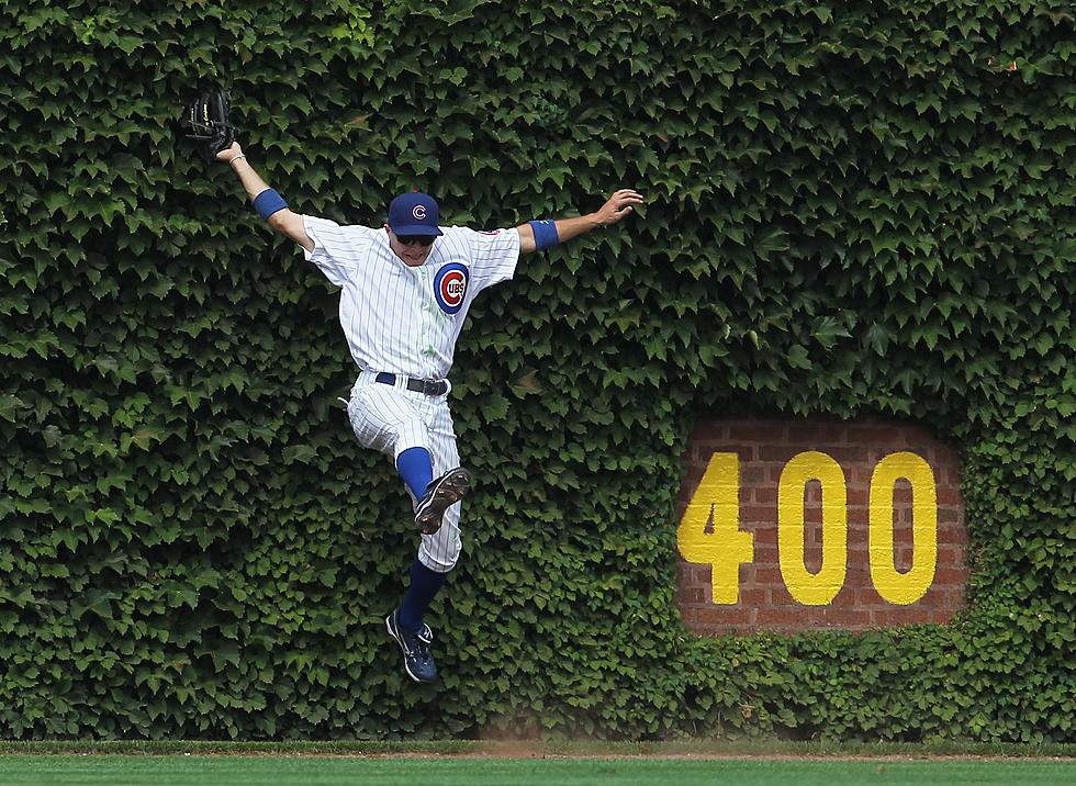 Cubs Selling 2016 Ivy from Wrigley Field