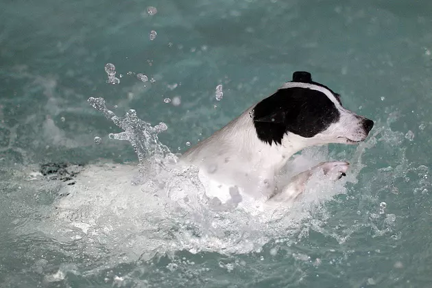 Splashing Canine Fun in Milan
