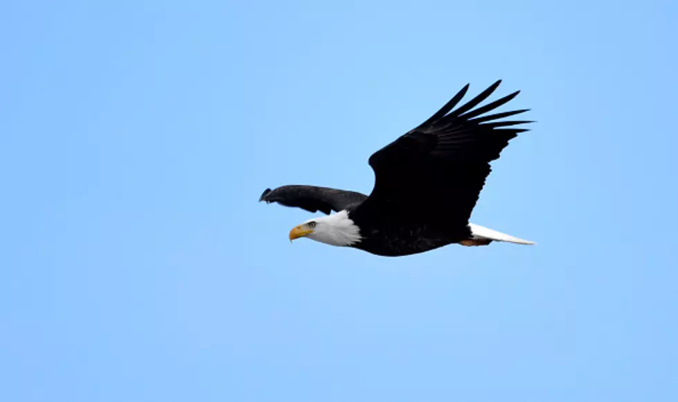 See Eagles And The Historic Clock Tower Free