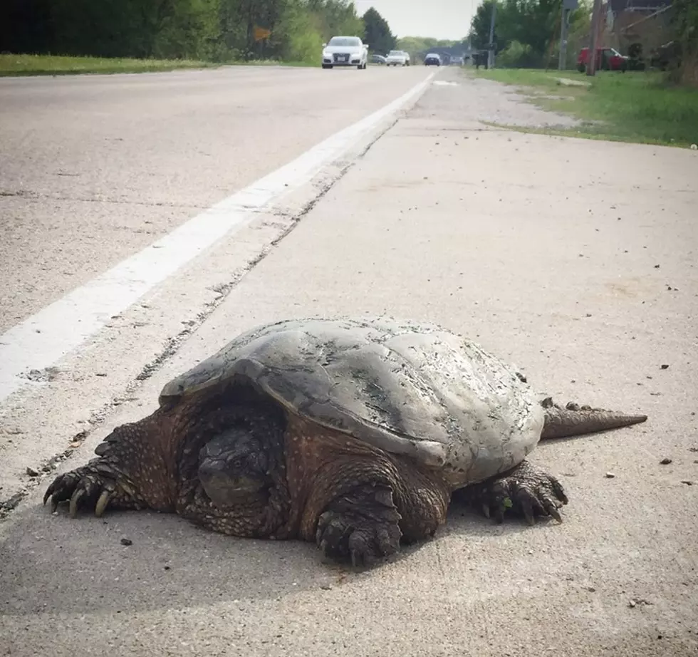Snapping Turtles Are On The Move In Iowa