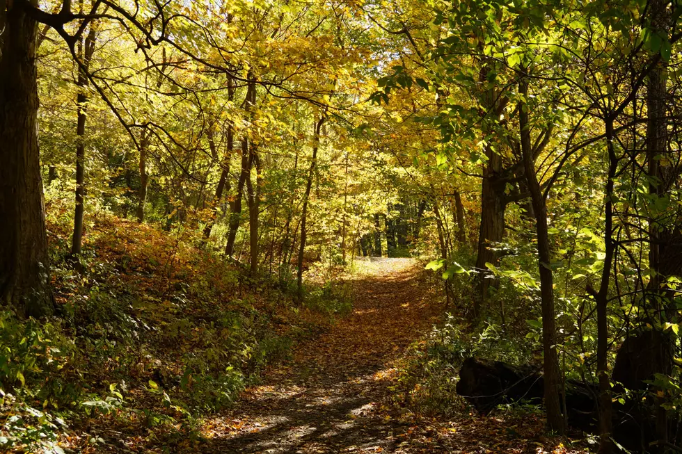 Bettendorf Named Tree City USA. What Does That Mean?