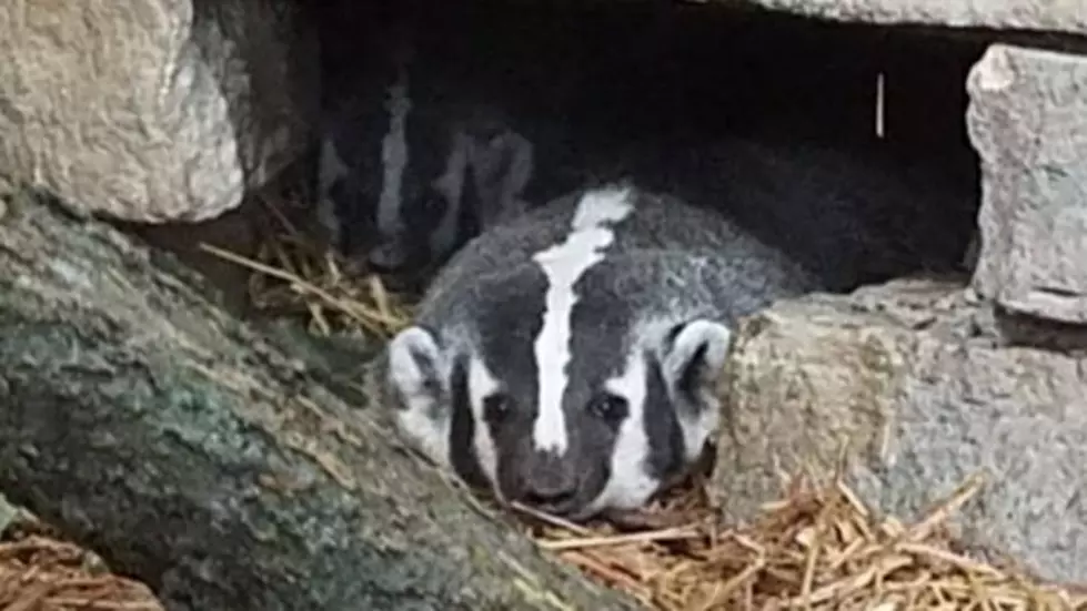 Niabi Zoo Badgers Are Still On The Loose