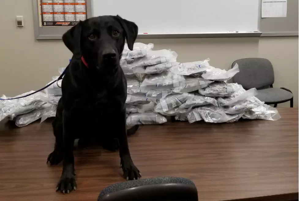 Knox County K-9 Helps With Huge Pot Bust In Galesburg 