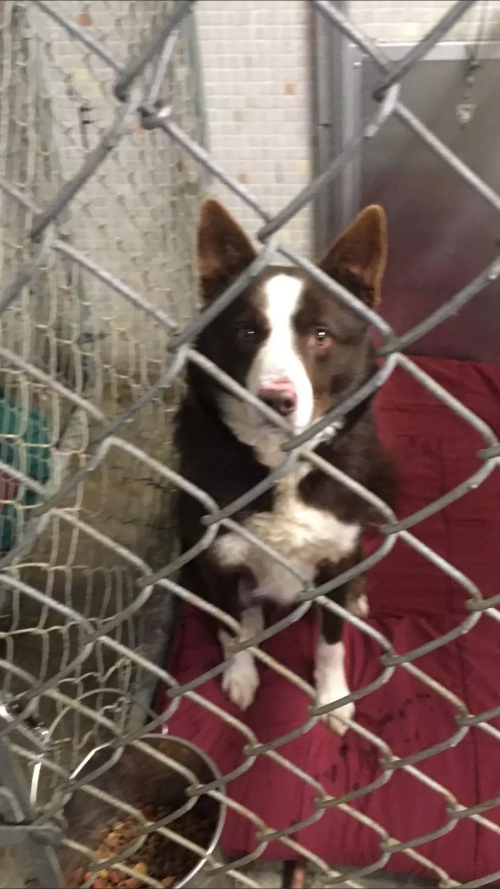Area Shelter Is Fighting To Keep Dog Left Outside By Owner