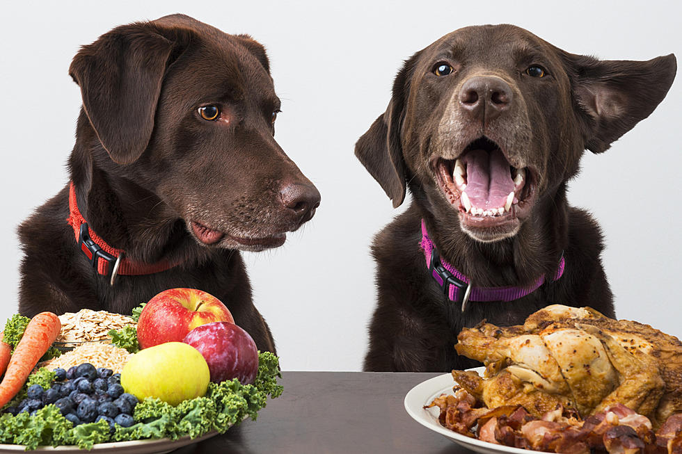 Here's What Your Dog Can & Cannot Eat at Thanksgiving