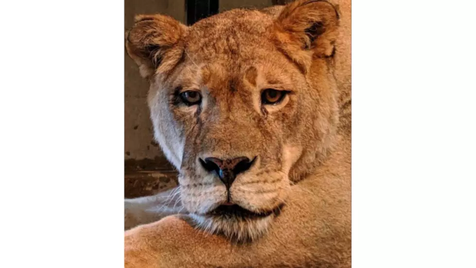 Niabi Zoo’s Lion, Nala Has Died