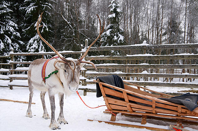 Want to See a Real Reindeer in the Quad Cities?