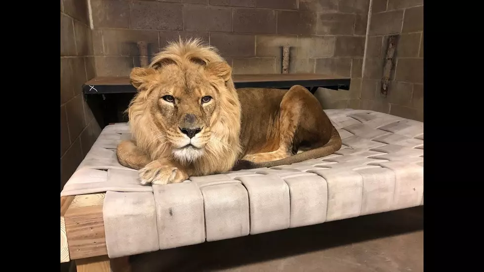 Moline Fire Department Donates Fire Hoses to Niabi Zoo Lion