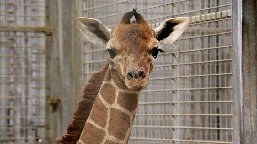 Baby Giraffe in Iowa Has a Name