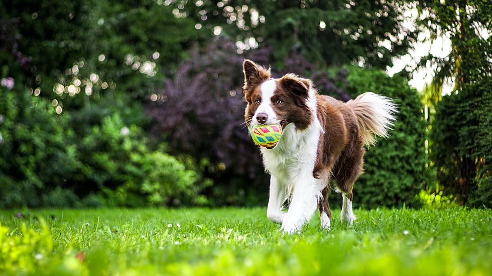 LeClaire Needs Our Help Getting a Dog Park